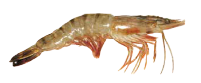 Flower Tiger Shrimp (Penaeus semisulcatus)